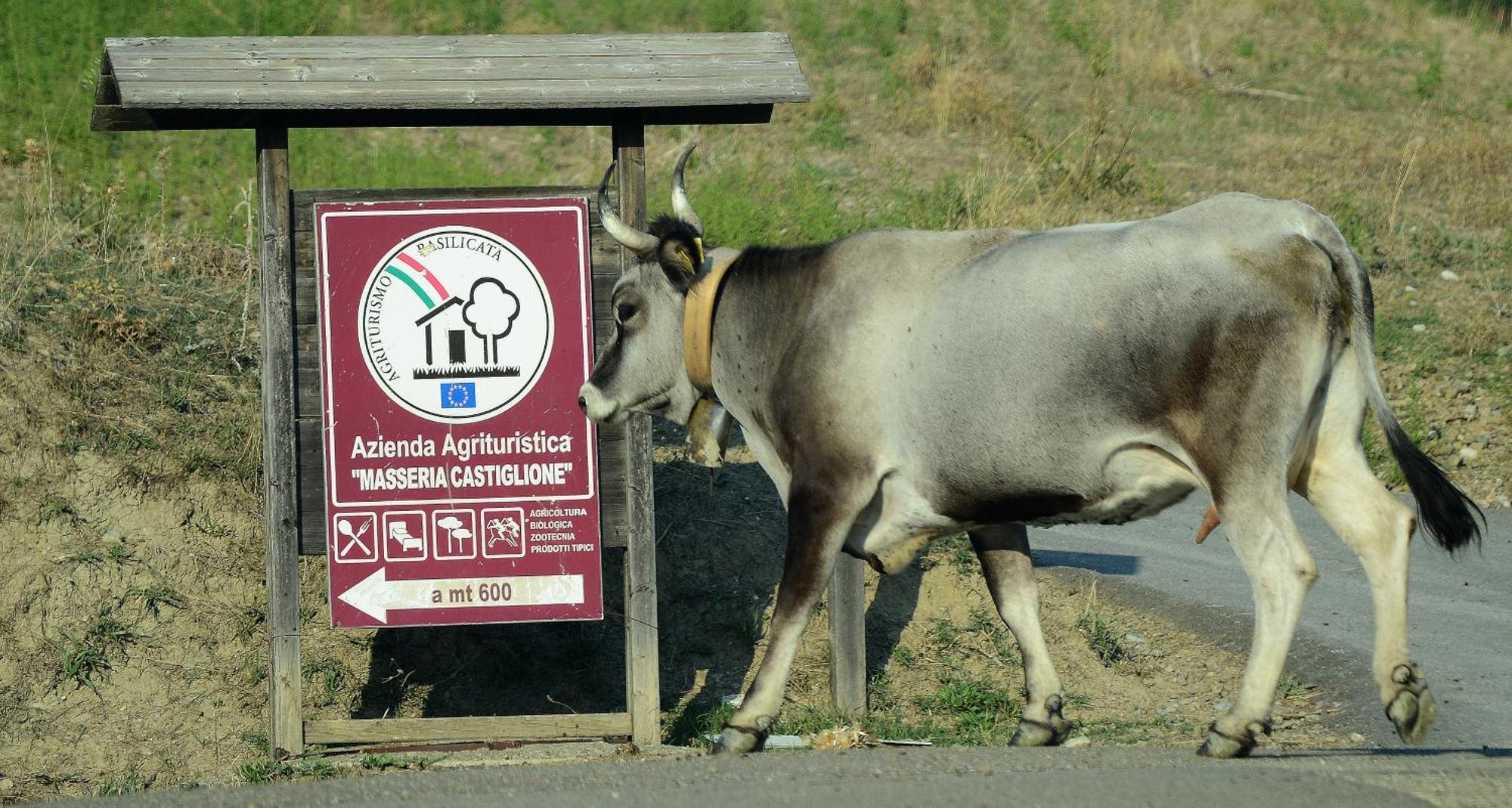 Agriturismo Masseria Castiglione Gallicchio ภายนอก รูปภาพ
